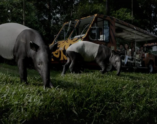 どきどきナイトサファリ （日本語音声トラム乗車付き）｜現地集合・解散プラン